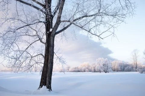 Snowy landscape with trees Stock Photos