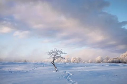 Snowy landscape with trees Stock Photos