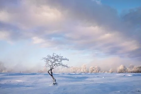 Snowy landscape with trees Stock Photos
