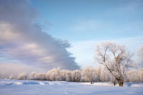 Snowy landscape with trees Stock Photos