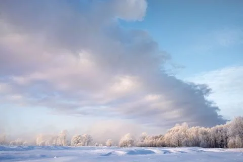 Snowy landscape with trees Stock Photos