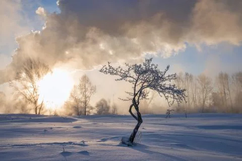 Snowy landscape with trees Stock Photos