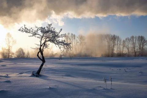 Snowy landscape with trees Stock Photos