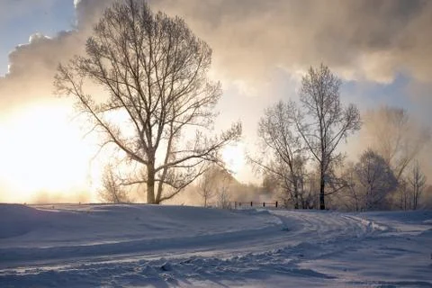 Snowy landscape with trees Stock Photos