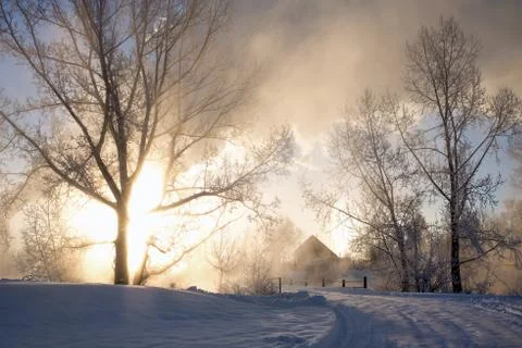 Snowy landscape with trees Stock Photos