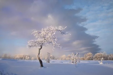 Snowy landscape with trees Stock Photos
