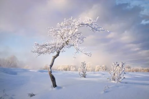Snowy landscape with trees Stock Photos