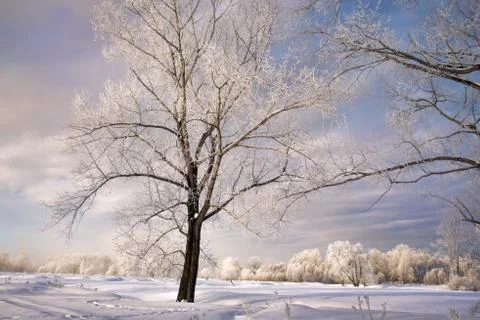 Snowy landscape with trees Stock Photos