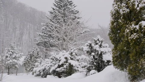 Snowy Large Trees In An Opening Of A Forest In Japan 스톡 동영상 239655011
