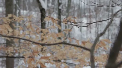 Snowy Leaf and Branches 스톡 동영상 20591985