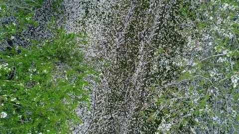 Snowy leaf falling 库存影片 126147084