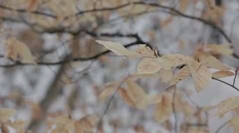 Snowy Leaf 스톡 동영상 20592008