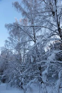A snowy leafless birch tree Stock Photos