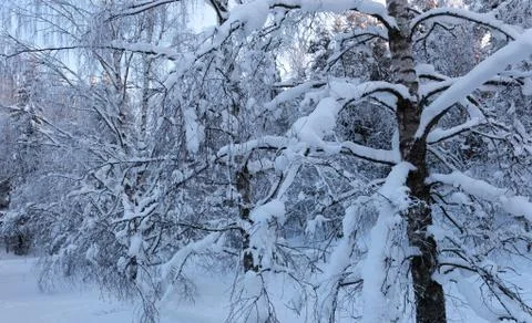 A snowy leafless birch tree Stock Photos