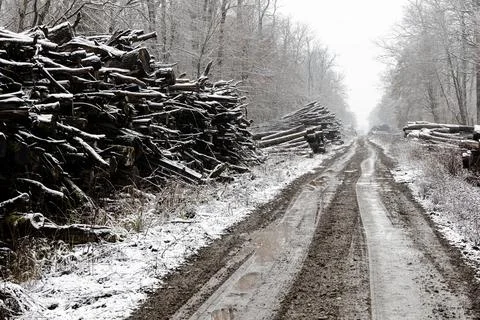 Snowy Logging Road Through Bare Winter Forest Lined With Stacked Cut Logs A.. 스톡 사진