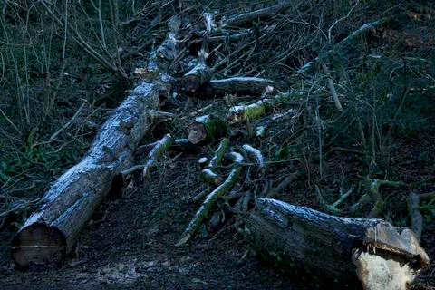 Snowy Logs Stock-Fotos