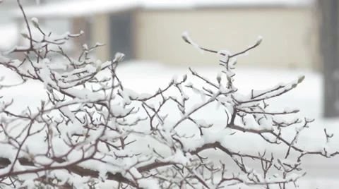 Snowy Magnolia tree Stock Footage 34593676