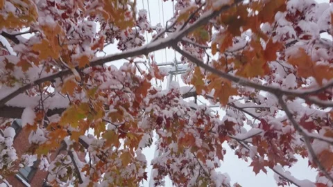 Snowy Maple Tree Autumn Leaves And Branches In Winter At Lafond Park In Stock Footage 321923393