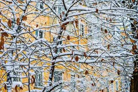 Snowy maple tree on orange facade background Stock Photos