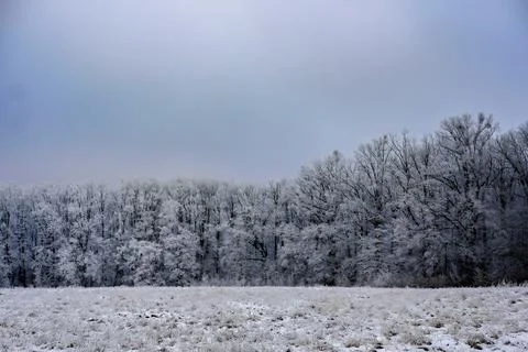 Snowy meadow in front of a dense forest with frosty trees Stock Photos