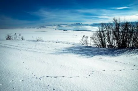 Snowy meadows on a mountain background Stock Photos