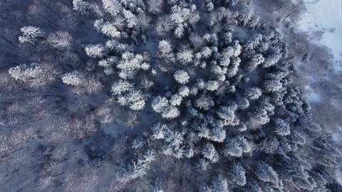 Snowy mixed forest in winter Stock Footage 168623222