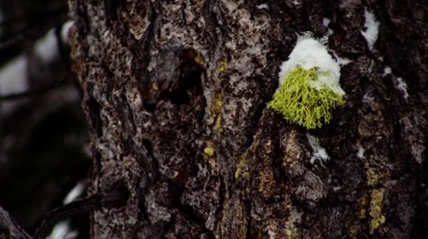 Snowy moss on a pine tree 스톡 동영상 51510693
