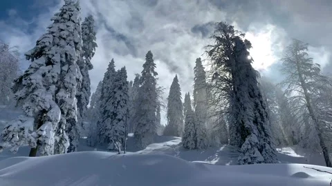 Snowy mountain and pine trees covered in snow, tc01 Stock Footage 131616075