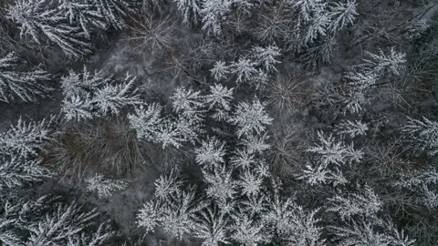 Snowy mountain evergreen trees viewed from above Stock Footage 148449799