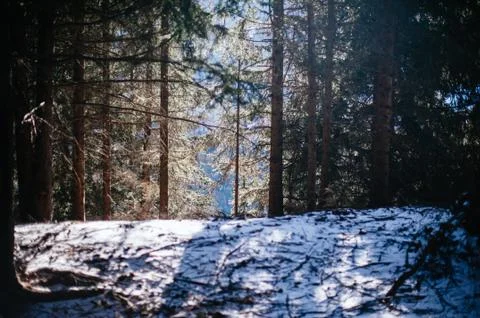 Snowy mountain forest landscape with rays of light filtering through the tree Stock Photos