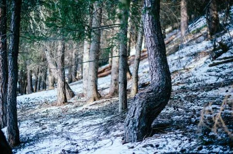 Snowy mountain forest landscape with rays of light filtering through the tree Stock Photos