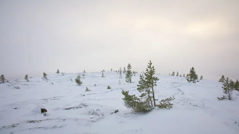 Snowy mountain landscape with sparse pine trees and a soft golden overcast sky. Video stock 301382160