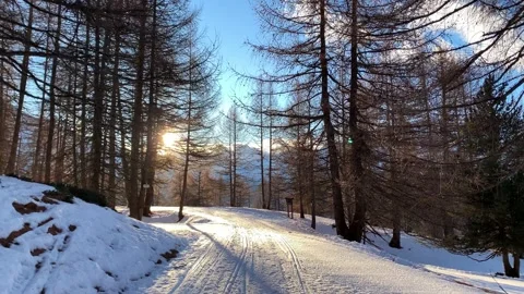 Snowy mountain path in a pine forest Video stock 230143172