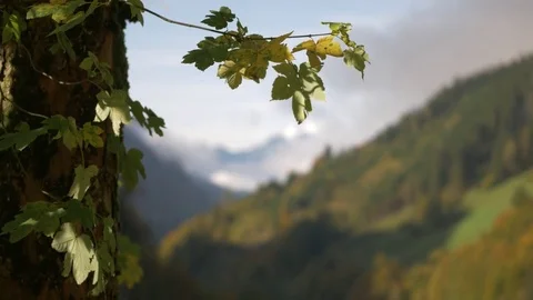 Snowy mountain peaks view through the forest leaves Video stock 81438324