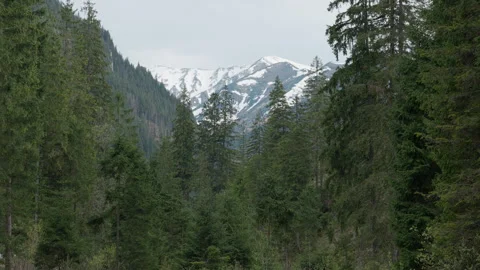 Snowy mountain peaks view through pine forest in Tatra National Park Stock Footage 335128600
