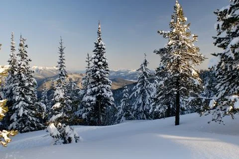 Snowy Mountain Pine Trees Photos