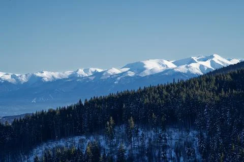 Snowy mountain range above dark conifer forest Stock Photos