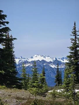 Snowy mountain range framed by dark green pine trees Stock Photos