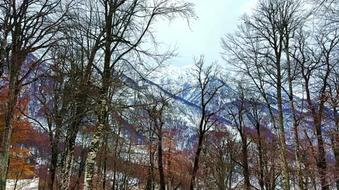 A snowy mountain range with trees in the foreground Vidéo 276065584