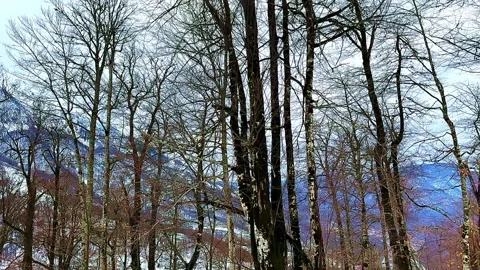 A snowy mountain range with trees in the foreground Stock Footage 276310281