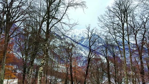 A snowy mountain range with trees in the foreground Vidéo 276719956