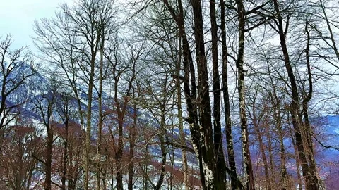 A snowy mountain range with trees in the foreground Stock Footage 277258016
