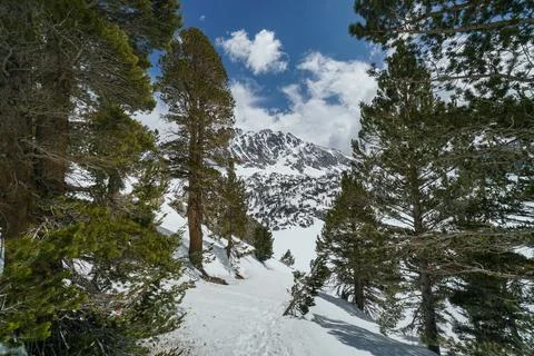 A snowy mountain range with trees in the foreground Stock Photos