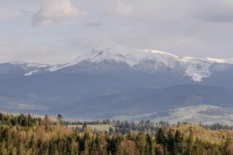 Snowy mountain range view from forest in spring Stock Photos