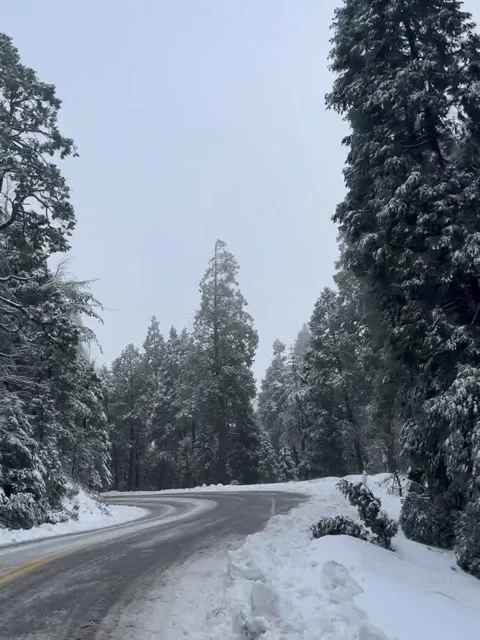 Snowy Mountain Road and Pine Forest Scenery Video stock 342268206