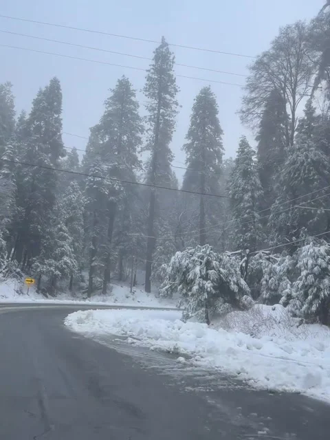 Snowy Mountain Road Through Pine Forest in Winter Vídeos de archivo 342268180