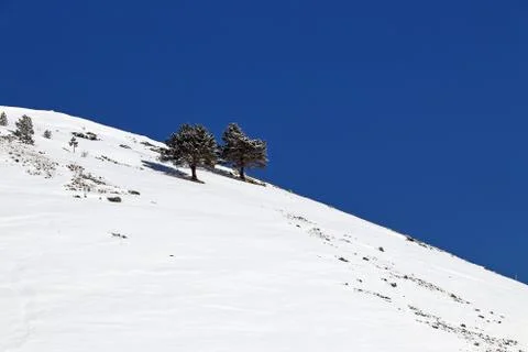 Snowy mountain side with two trees and deep blue sky Stock Photos