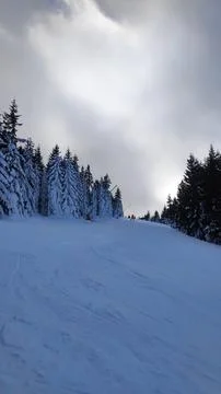 Snowy Mountain Slope Through Pine Forest 스톡 사진