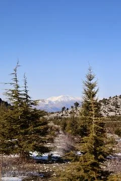 Snowy mountain trees Foto stock