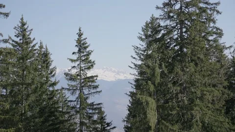 Snowy mountain viewed from between green pine trees on sunny winter day Stock Footage 231256310